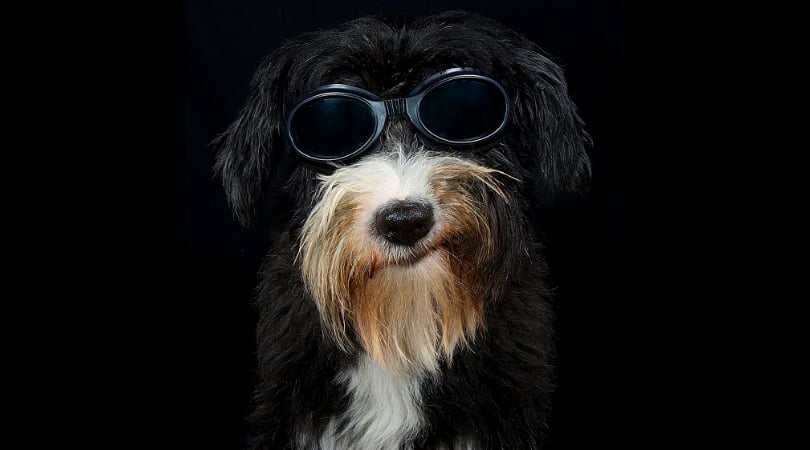 dog humor