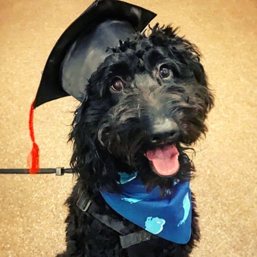 black golden doodle dog named suzi